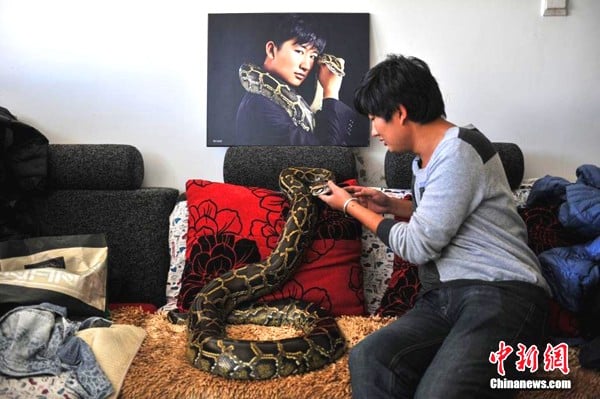 Sự việc bắt đầu khi một con trăn vào nhà anh ta. Đáng ngạc nhiên, anh Bai Tou không sợ mà còn tự chăm sóc cho trăn.