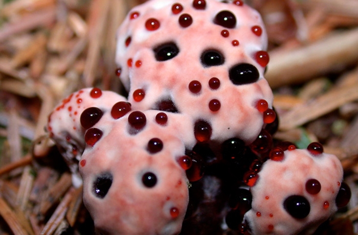 Loài cây có hình thù như những chiếc răng đang rỉ máu có tên khoa học là Hydnellum peckii