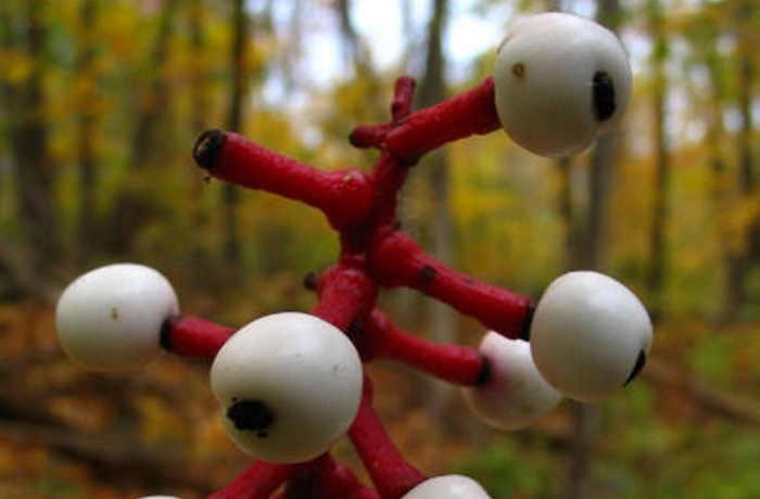Actaea pachypoda là loài cây độc, có quả mang hình thù của một con mắt người