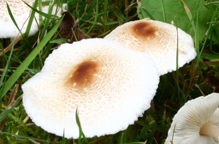 Loài nấm Lepiota có hình dáng giống ngực phụ nữ