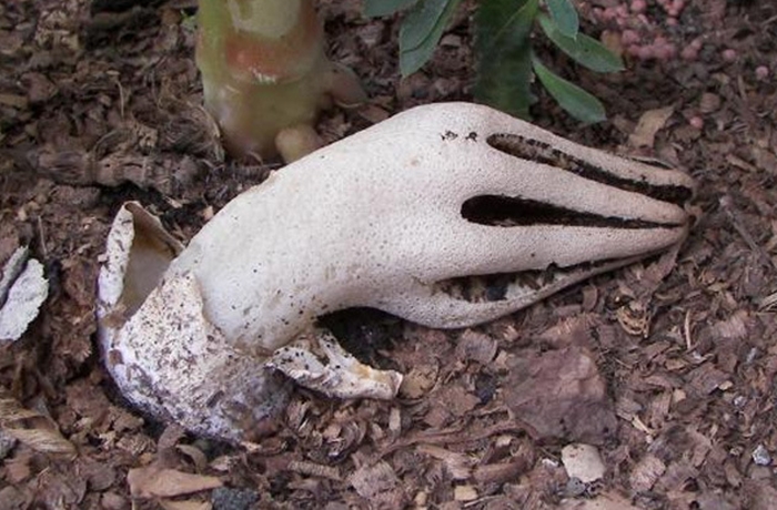 Ngón tay ma quỷ Clathrus archeri, rất giống bàn tay người