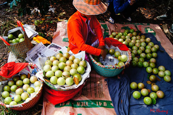 Thu hoạch quả.