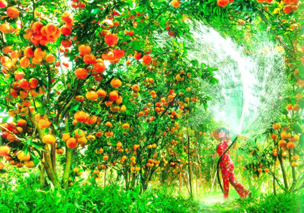 Miệt vườn đẹp như mơ sáng sớm.