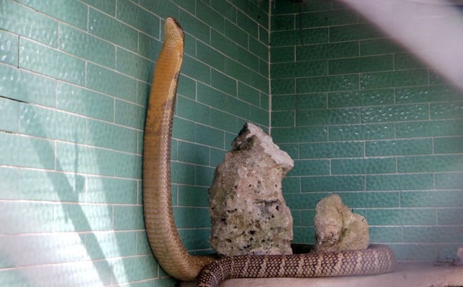 Mỗi con hổ mang có màu da khác nhau là do môi trường sống và tính tình, hoạt động.