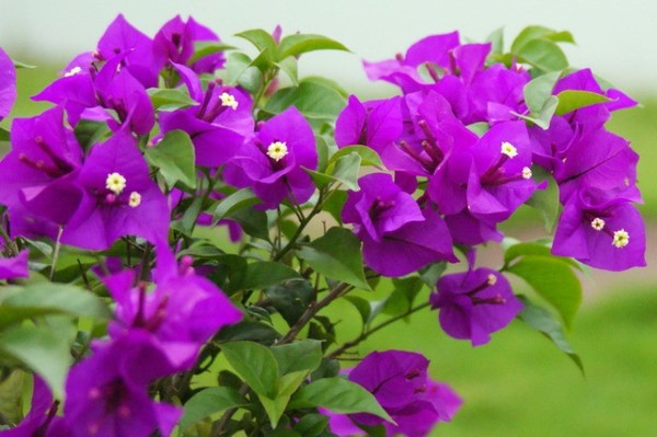 Hoa giấy đẹp mộng mơ cũng là một lựa chọn tuyệt vời cho người tuổi Tuất.