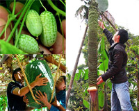 Top những loại quả độc dị nhất năm 2014