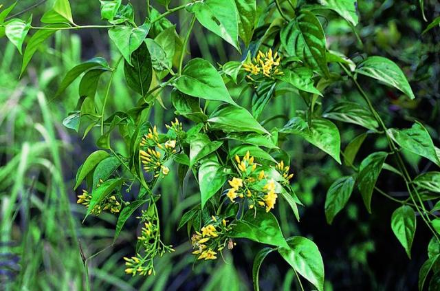 Cây lá ngón, có tên khoa học là Gelsemium elegans, được mệnh danh là thần chết được báo trước.
