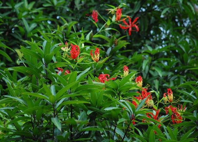 Cây sui là loài cây độc tố khủng khiếp nhất ở Việt Nam. Khi nhựa cây ngấm vào người thì bất kỳ loài động vật nào cũng gặp tử thần nhanh nhất.