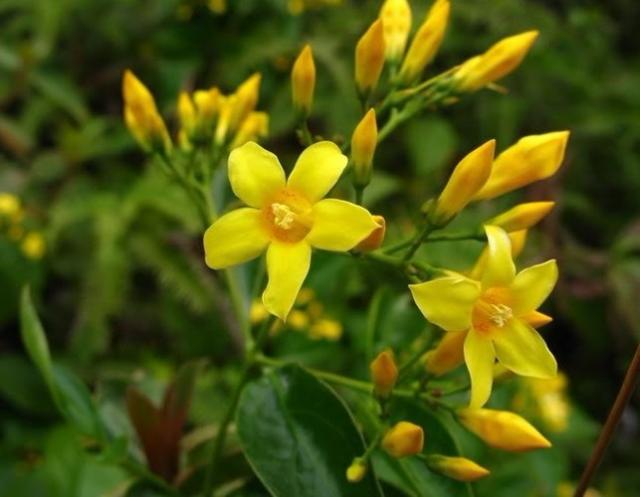 Ngộ độc cây sừng trâu khiến người bồn chồn vật vã, hoa mắt chóng mặt, nhức đầu, ù tai thở khó, mắt mờ dần và rối loạn nhịp tim.