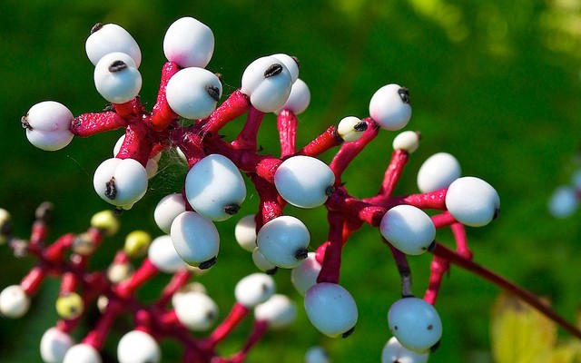 Chất độc trong quả của loài cây Mắt búp bê có khả năng khiến tim ngừng đập trong khoảng thời gian rất ngắn.