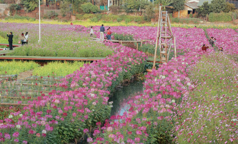 Loài hoa này có tên khác là Phong điệp thảo, nghĩa là những cánh hoa lay nhẹ trong gió tựa như đàn bướm bay lượn.