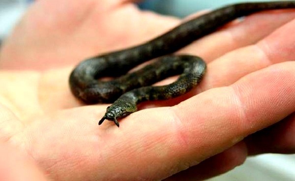Loài rắn râu (Erpeton tentaculatus) thuộc họ rắn nước Colubridae,