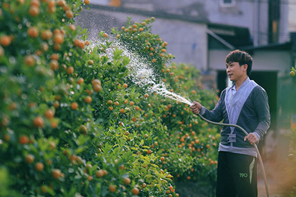 Chủ một vườn quất đang chăm sóc cho những cây quất của mình.
