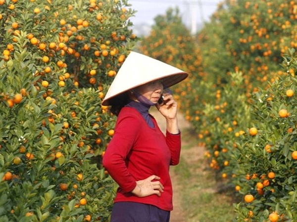 Ngay từ đầu tháng 10, rất nhiều người đã gọi điện thoại đặt những gốc quất 'thế'.