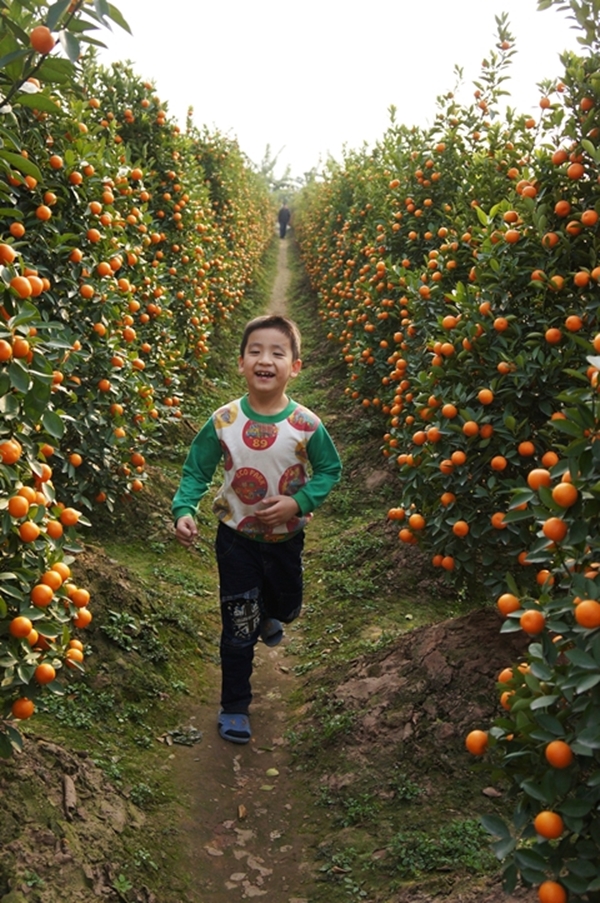 Những người trồng quất cũng cho hay, nếu muốn quất khỏe, đẹp, chơi được lâu... người mua nên đánh cây vào buổi chiều. Vì thời điểm này nước rút xuống, đánh cây không bị mất rễ.