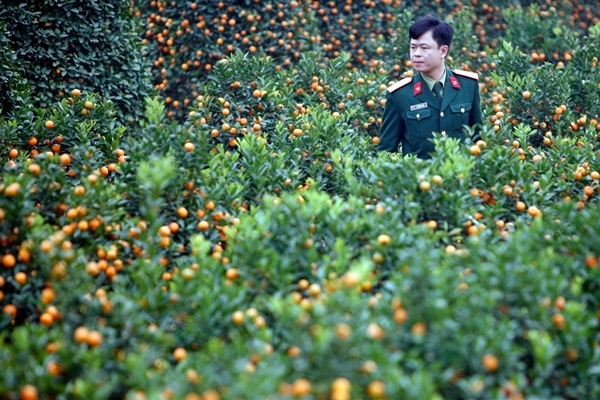 Thế quất cũng nên tạo vào buổi chiều vì khi đó cành quất mềm, dẻo dễ uốn. Khi tạo thế cũng phải lựa chiều để không làm gẫy cành.