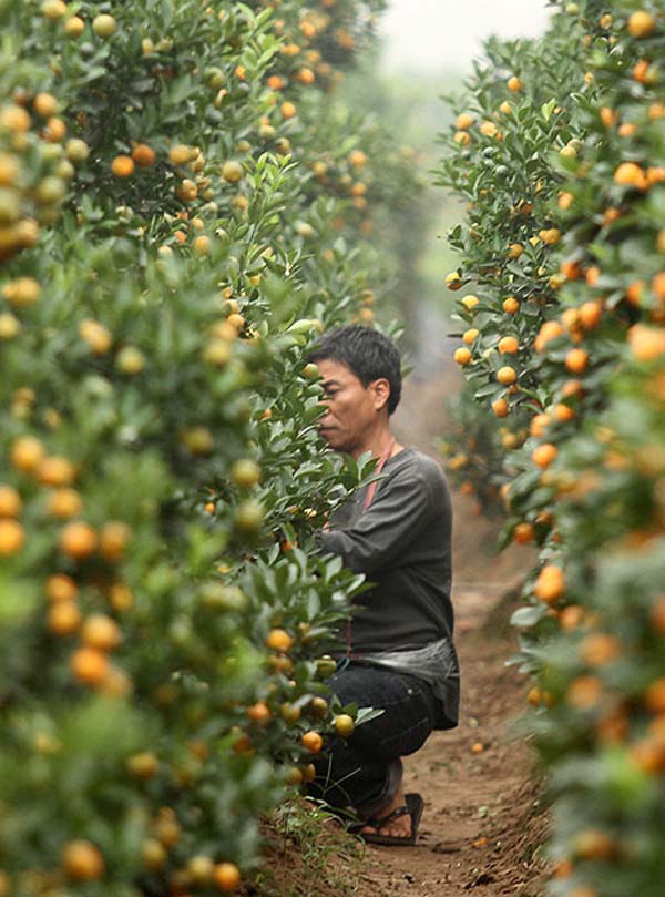 Người xưa có quan niệm 'thế' là Phát. Cho nên người trồng quất phải căn ngày thúc phân cắt lá rất kĩ, phải lo năm nhuận, phải trông thời tiết, không khéo là hỏng.
