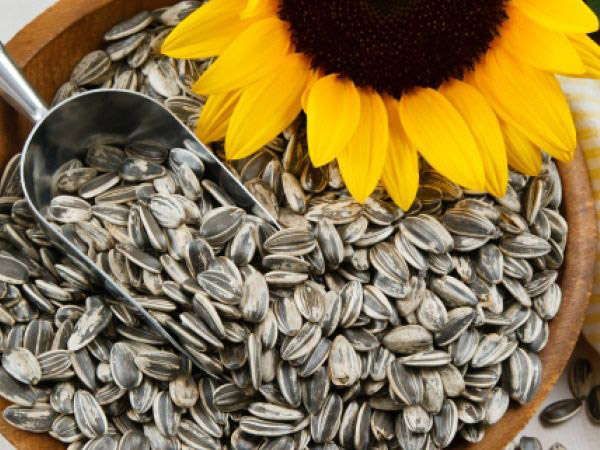 Hạt hướng dương chứa nhiều vitamin B, vitamin E, nhiều calories và chất xơ giúp nâng cao khả năng kiềm chế cơn đói của bạn được tốt hơn.