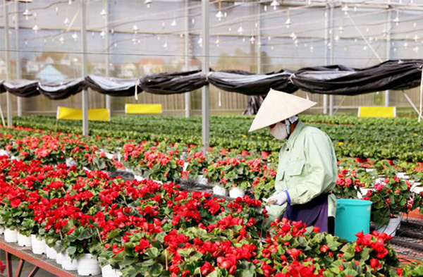Hiện Đà Lạt có trên 400 loài hoa với hàng ngàn giống hoa đã có từ lâu đời ở Đà Lạt hay xuất xứ từ Hà Lan, Pháp, Nhật Bản, Trung Quốc, Ấn Độ, Thái Lan…