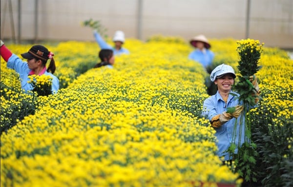 Vườn cúc vàng ươm trải dài tít tắp.