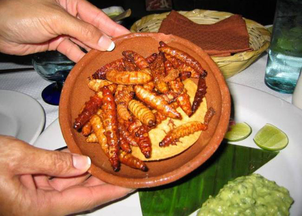 Sâu agave được tìm thấy trong các chai rượu tequila hoặc mezcal. Chúng thường được ngâm trong rượu hay chế biến thành Shbet0099 cá cược trực tuyến đặc biệt ở Mexico.