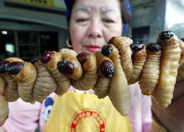 Tằm tơ (ấu trùng của loài bướm tằm) được chiên, rang thành món ngon ở một số nước như Thái Lan, Hàn Quốc, Việt Nam.
