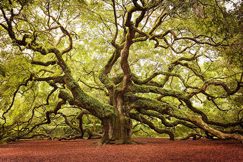Cây cổ thụ có tên khoa học là Angel Oak với chiều cao hơn 20 mét và tuổi thọ ước chừng từ 400 đến 500 tuổi ở bang Nam Carolina, Mỹ.