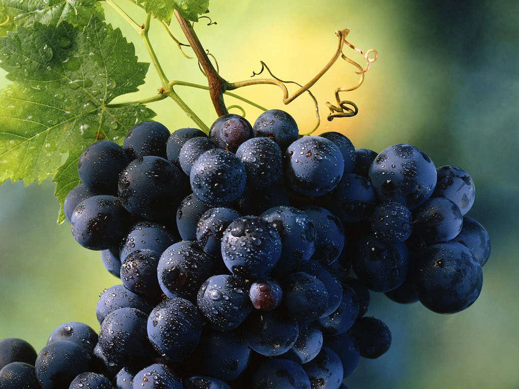 Nho - Theo Viện Ung thư quốc gia, resveratrol rất hữu ích trong việc ngăn chặn sự lây lan của tế bào ung thư. Các cuộc thí nghiệm cho thấy, loại chất này có khả năng chống lại nhiều loại ung thư.