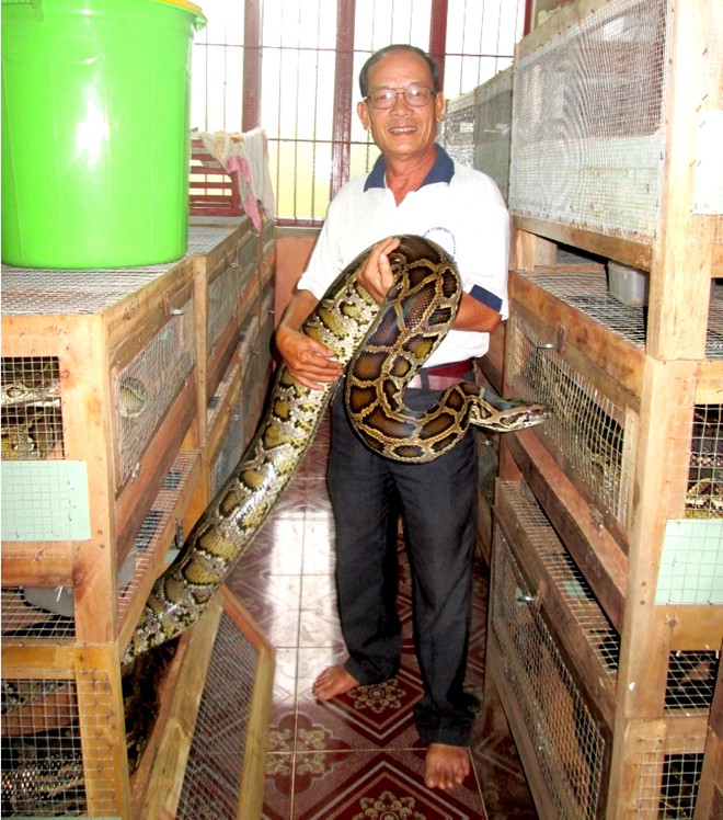 Một con trăn nặng trên 10 kg, dài 4 mét.