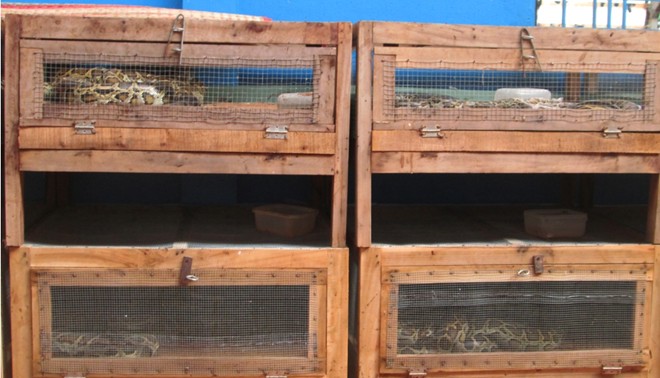 Với cách nuôi trăn trên đêm lót sinh học, trang trại trăn tiết kiệm được số lượng tiền