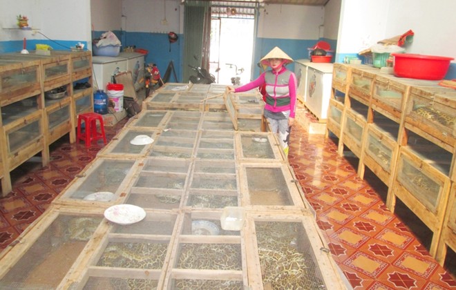 Lồng nuôi được đóng bằng cây và lưới sắt, rộng khoảng 1 m2.