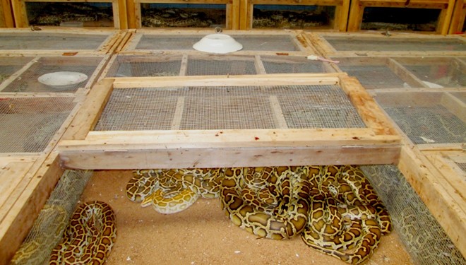 Mỗi lồng trăn đều rất chắc chắn.