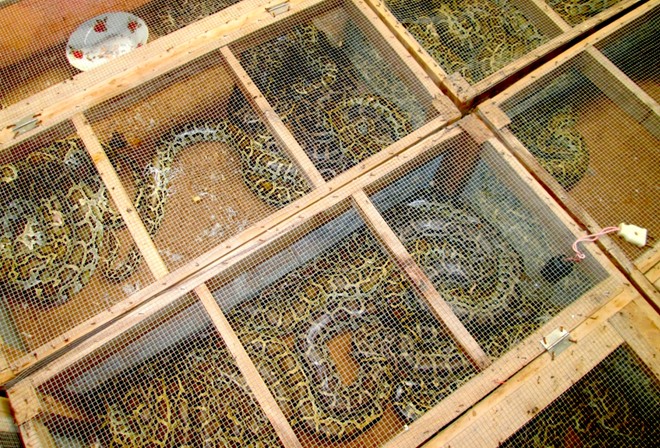 Mỗi lồng trăn thả nuôi từ 7 - 10 con/lồng (loại trăn nhỏ), 2 - 3 con/lồng (trăn lớn).