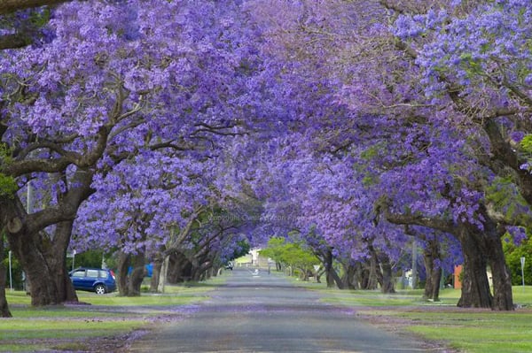 Grafton (Úc) là thành phố hoa phượng tím (Jacaranda) vì đâu đâu cũng thấy những con đường rợp hoa này.