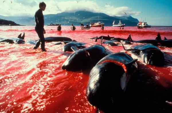 Lễ hội thảm sát cá heo tại đảo Faroe có từ hàng trăm năm trước.