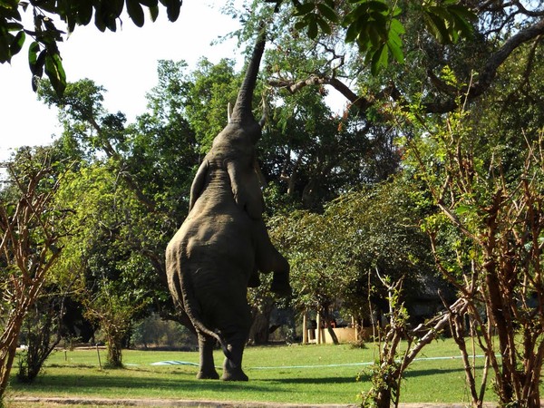Voi rừng tìm cây Marula - một loại cây phát triển rộng rãi ở châu Phi có quả vàng, ngọt...