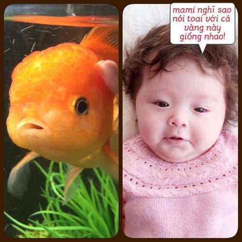 Người hâm mộ không cảm thấy nhàm chán với việc ngắm bé Cadie hàng ngày bởi Elly Trần luôn làm mọi người thích thú khi chế lại ảnh theo những biểu cảm đáng yêu của con gái.