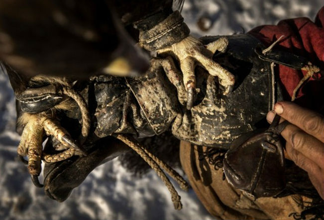 Móng vuốt đại bàng sắc nhọn, do đó chủ nhân phải được trang bị bộ giáp chuyên dụng.
