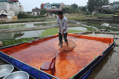 Tục lệ tiễn ông Công ông Táo về trời, cùng quan niệm cá chép đỏ đem lại may mắn, khiến nghề nuôi loại cá này ở Thủy Trầm ngày càng phát triển.