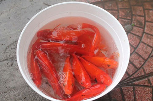 1kg cá thường từ 20-25 con, tính ra chỉ khoảng 2.000 đồng/con.