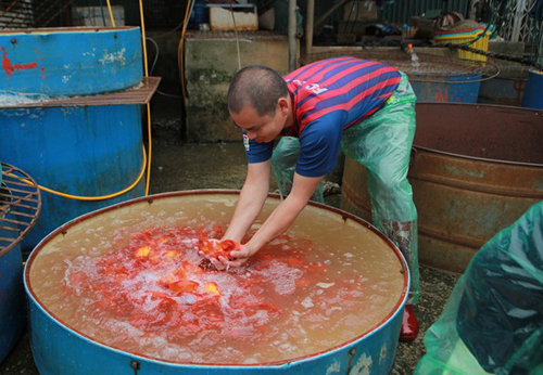 Những con cá chép đẹp được các tiểu thương bày bán khắp nơi để chuẩn bị cho khách mua về cúng ông Công ông Táo.
