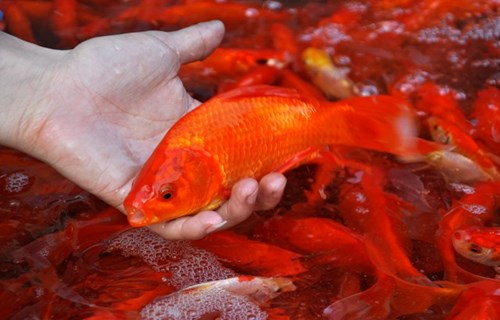 Thời điểm đầu tháng 12 âm lịch, cá có giá 200.000-300.000 đồng/kg, nhưng giáp lễ ông Công, ông Táo giá xuống chỉ còn 70.000-100.000 đồng/kg.