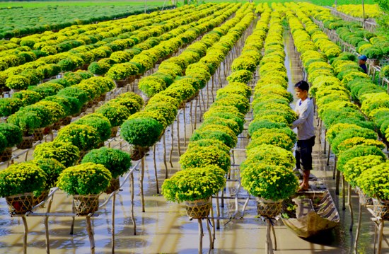 Nhắc đến Sa Đéc, nhiều người thường nghĩ tới những vựa hoa ngát hương thuộc xã Tân Quy Đông, thành phố Sa Đéc, Đồng Tháp.