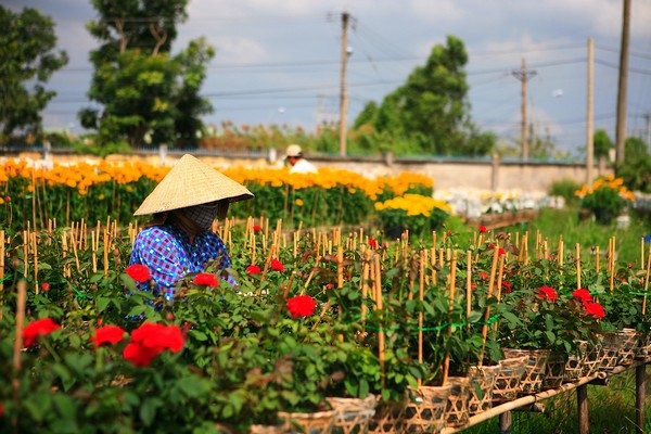 Là làng hoa truyền thống với tuổi đời hơn một trăm năm, nơi đây còn thu hút du khách bởi vườn hồng rộng lớn với khoảng 50 loài: hồng nhung đỏ thắm, hồng Grada màu tím sen, hồng trắng Masseille,...