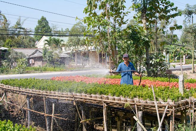 Không giống với hình ảnh thường thấy của những chậu hoa đắp luống thẳng hàng, đến làng hoa Sa Đéc, bạn sẽ bắt gặp hình ảnh sông nước miền Tây nên thơ ngay trên những cánh đồng hoa.