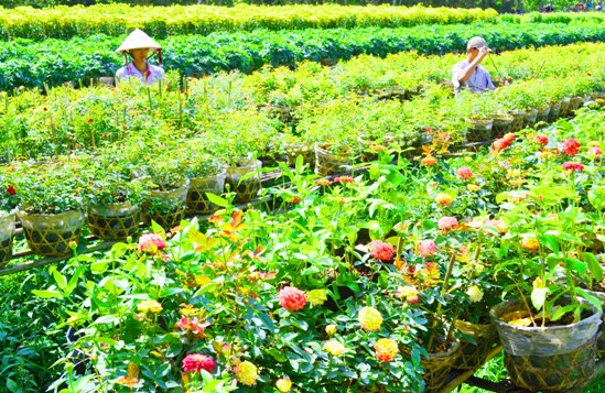 Hiện nay, diện tích đã lan sang các khu vực lân cận, đẩy tổng số hộ trồng lên 1.500 hộ.