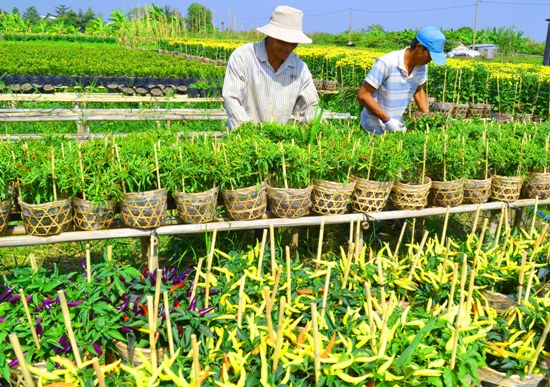Tuy nhiên, khi diện tích hoa tăng lên, số vườn trồng theo cách này không còn nhiều. Nhưng nhờ đó, du khách có thể đi bộ qua các luống hoa để tham quan.