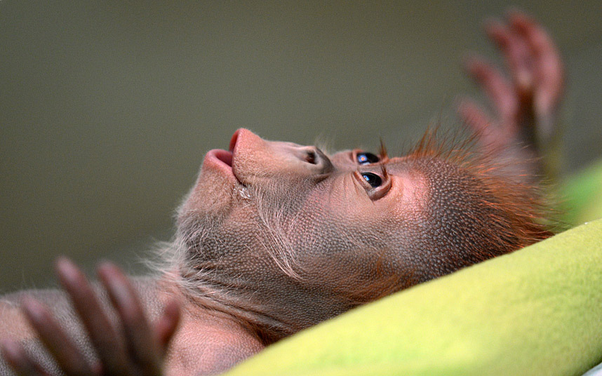 Đười ươi con nằm nghỉ trong vườn thú Berlin, Đức.
