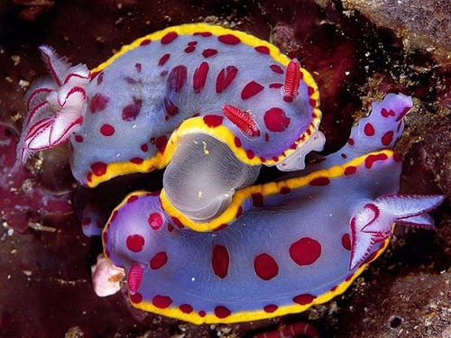 Sau khi giao phối, sên biển (nudibranch) tự cắt bỏ dương vật của mình đi nhưng nhanh chóng mọc lại chỉ trong 24 giờ và lại sẵn sàng quan hệ ngay sau đó.