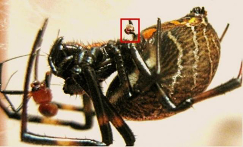 Nhện Nephilengys malabarensis cái sẽ ăn thịt bạn tình sau khi ân ái nên con đực sẵn sàng từ bỏ cơ quan sinh dục ngoài để nó tự tiếp tục hoạt động thỏa mãn nhện cái trong khi chúng tháo chạy khỏi cuộc giao phối.